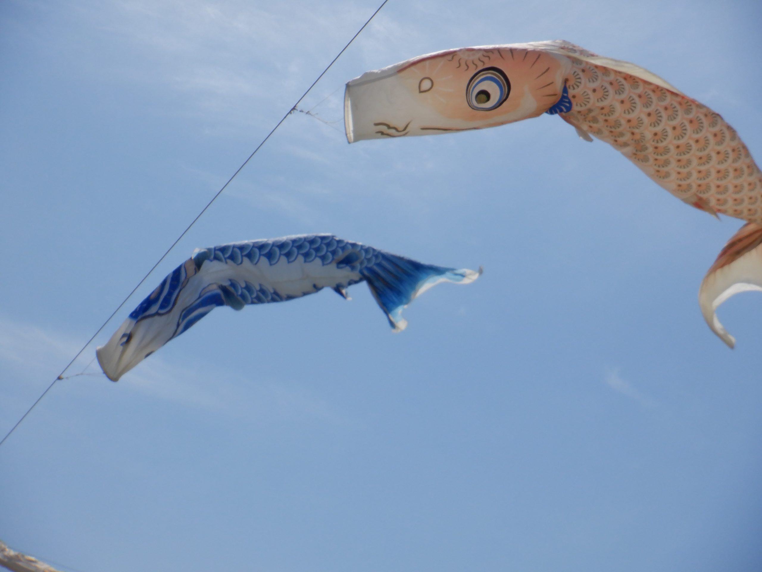 記事：屋根よ～り～高い～こいのぼり🎵のサムネイル