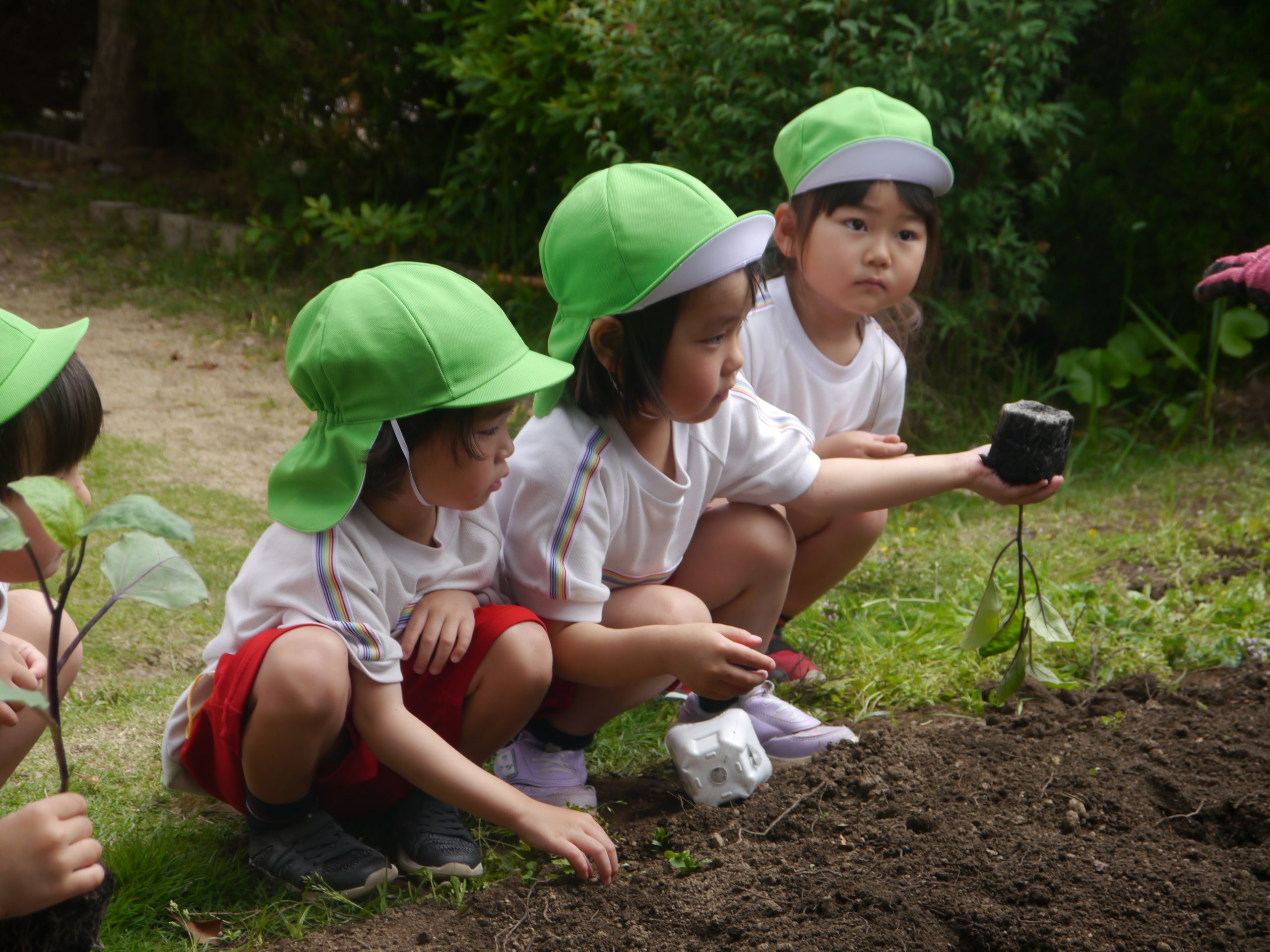 記事：野菜の苗を植えました🌳のサムネイル