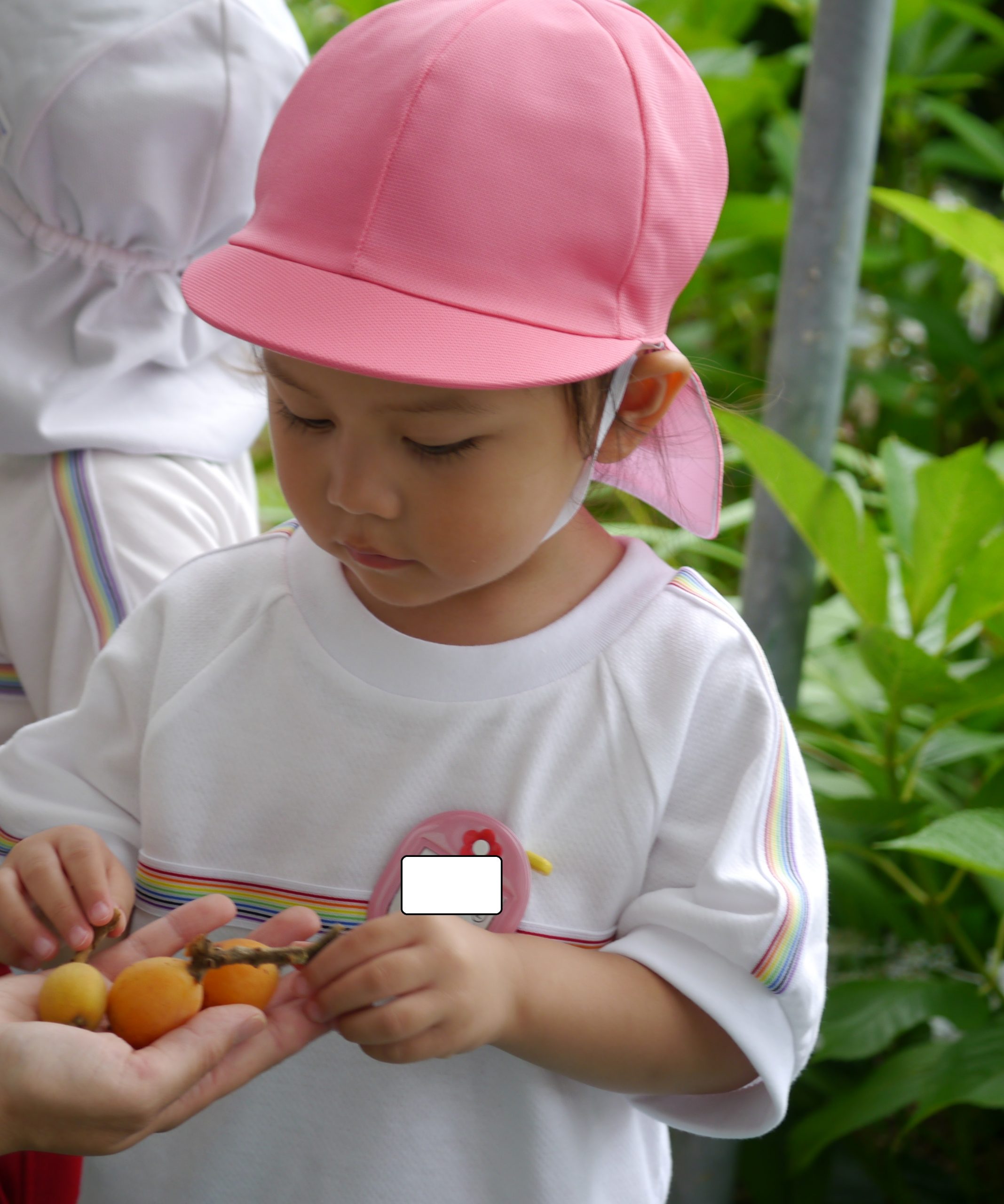 記事：幼稚園で❝びわ❞の収穫💛のサムネイル