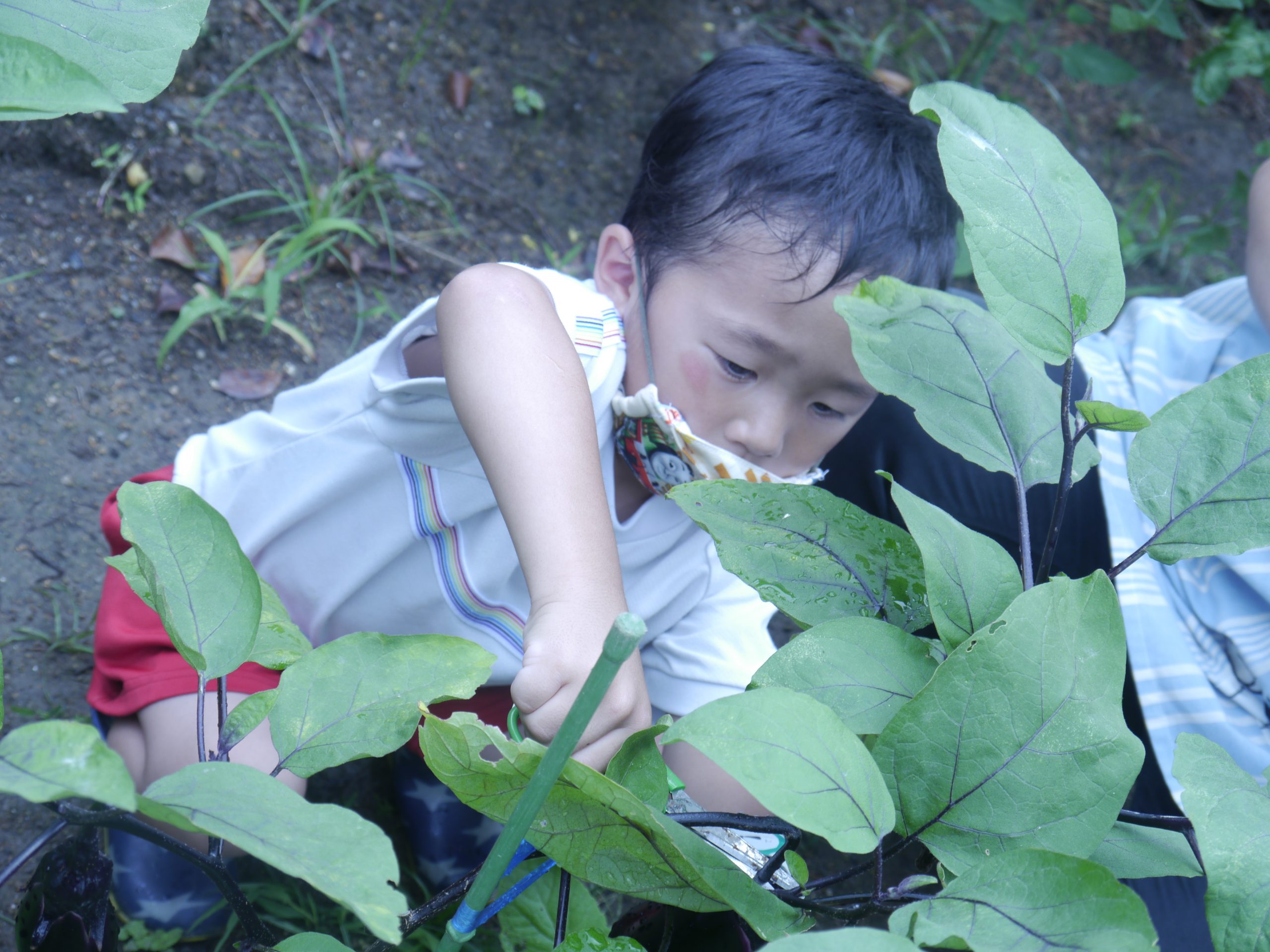 記事：なす🍆の収穫✨のサムネイル