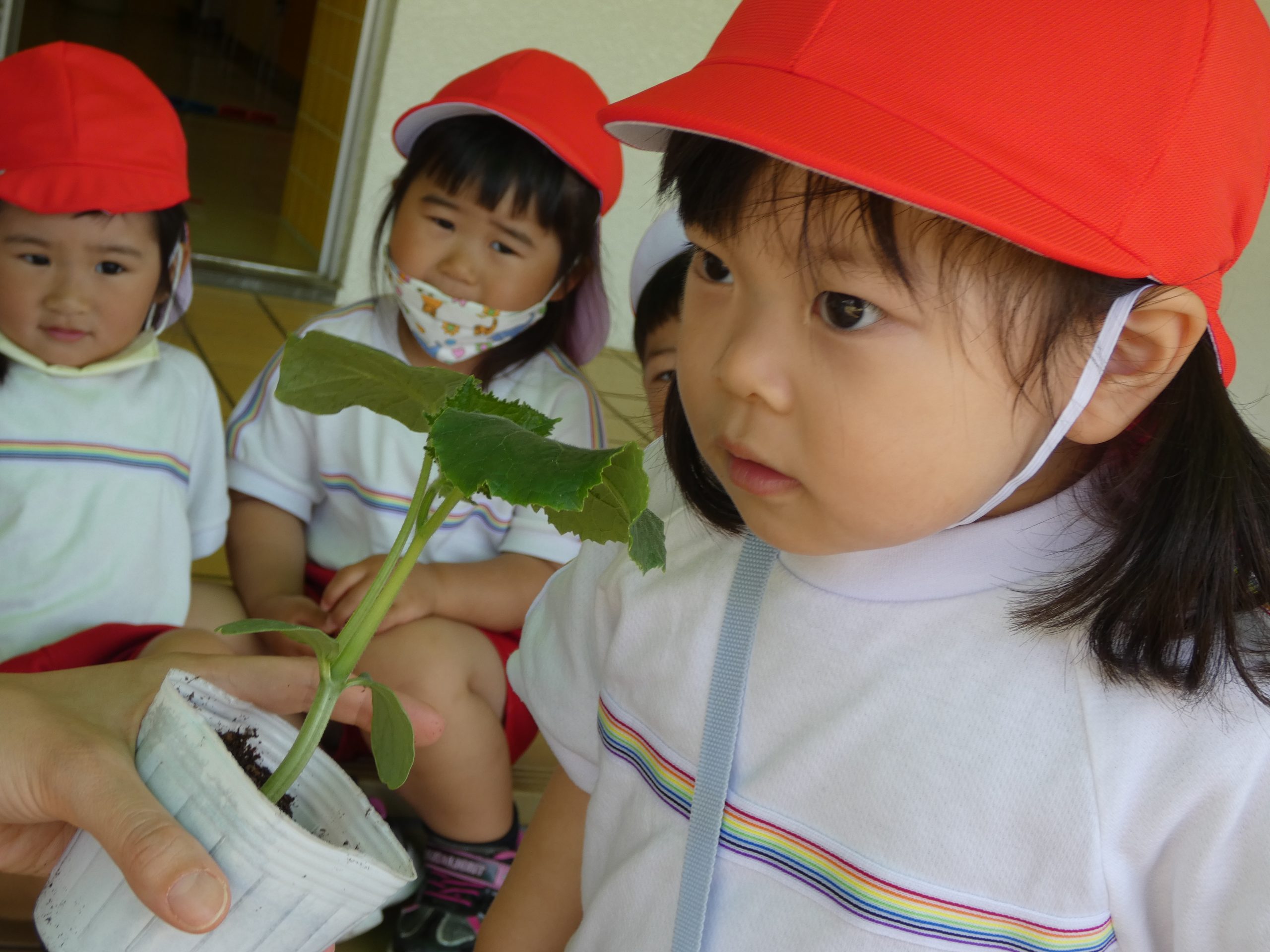 記事：夏野菜を育てよう！！（年長＆年少）のサムネイル