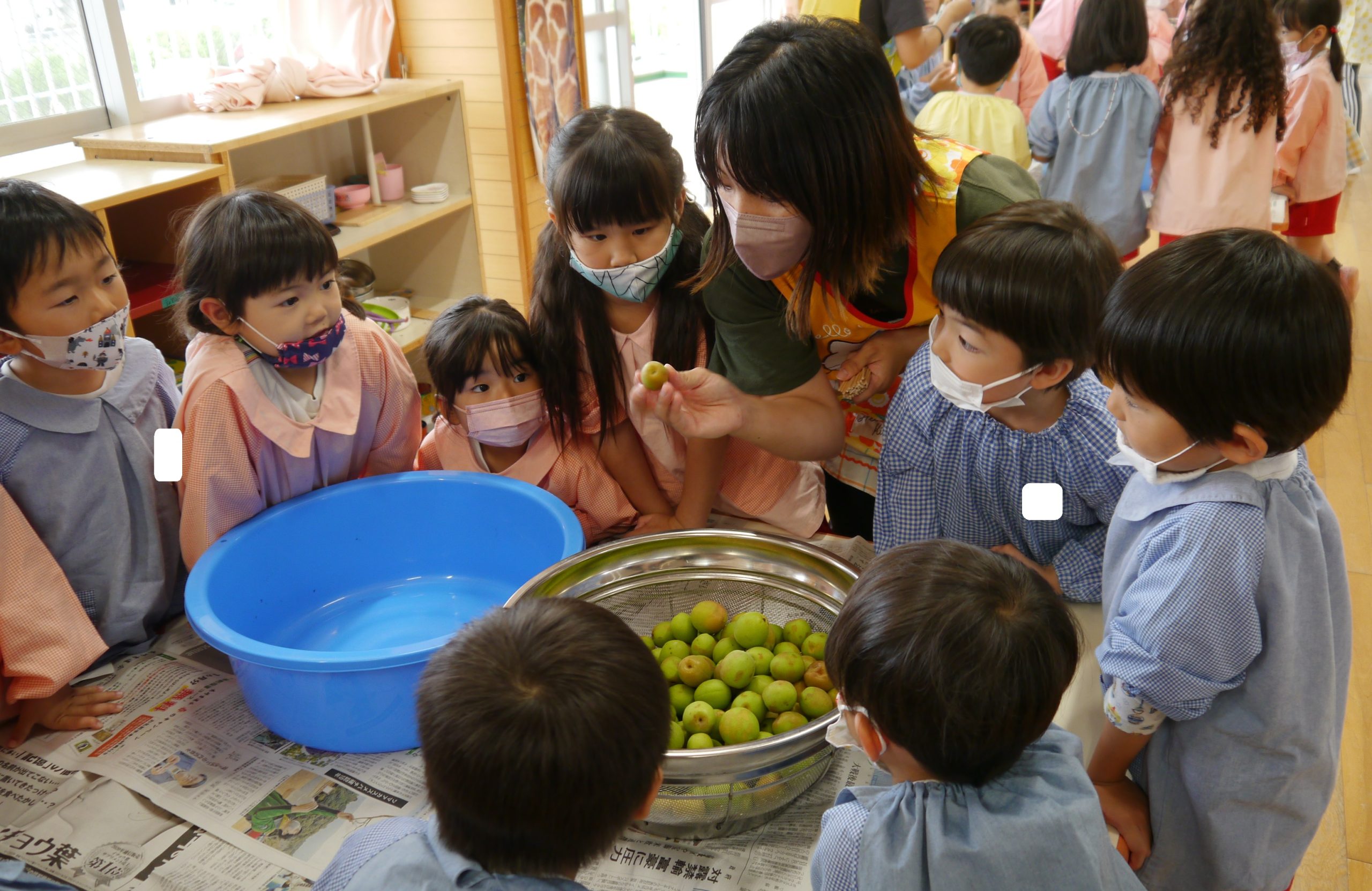 記事：梅干しづくり🎶のサムネイル