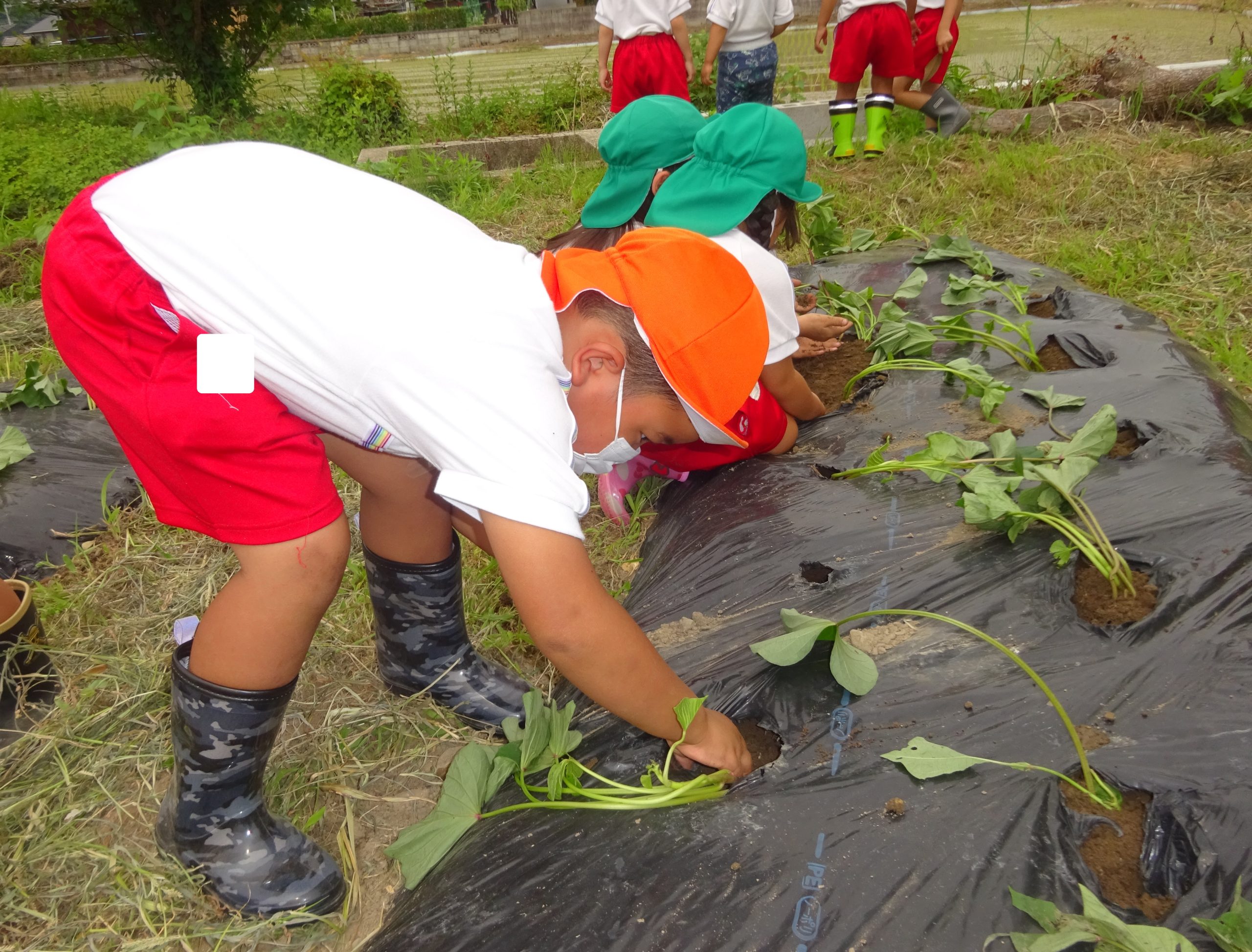 記事：芋さしに行ってきました🎵のサムネイル