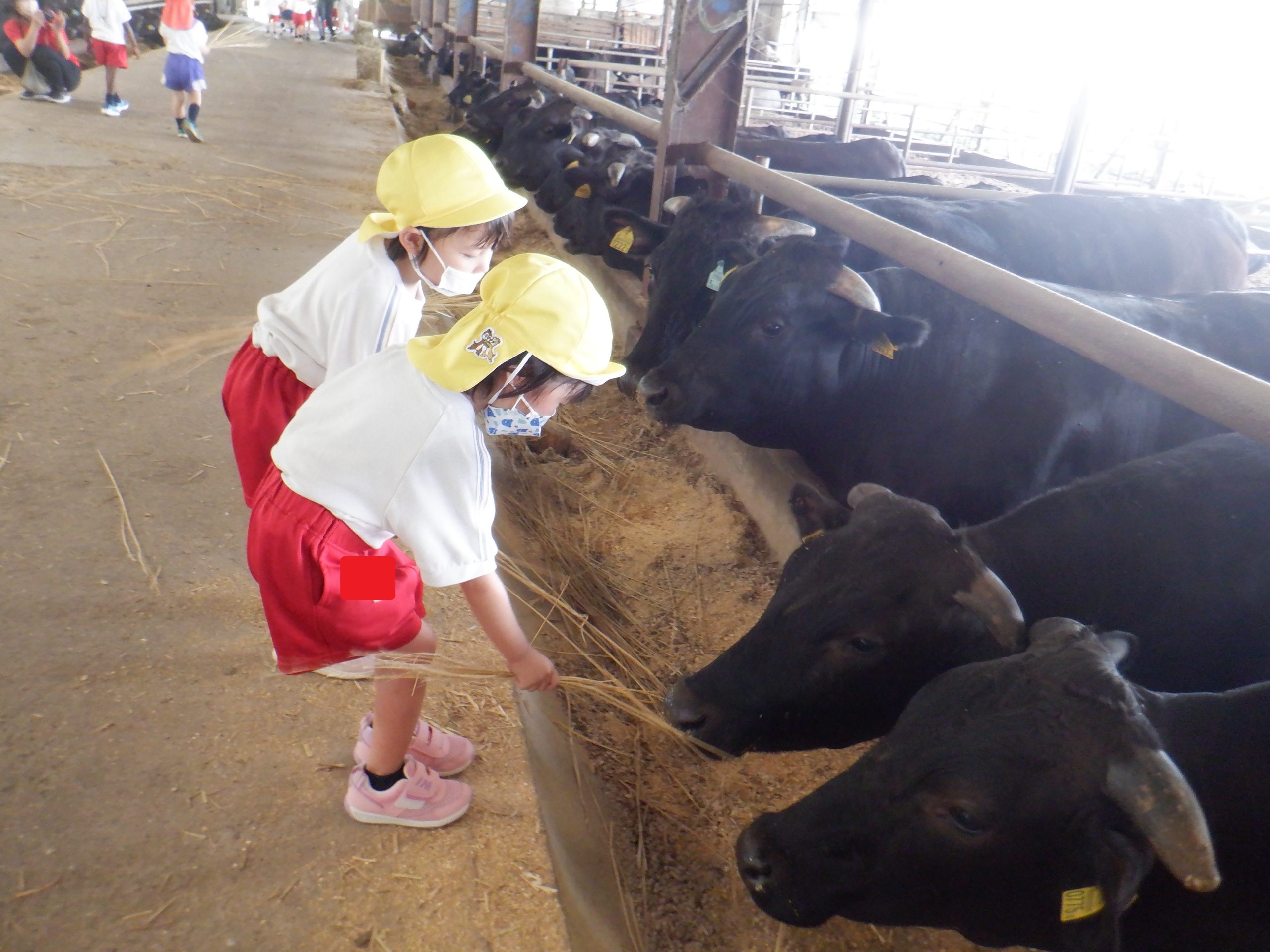 記事：牧場見学＆ヤギさんとの触れ合い♡のサムネイル