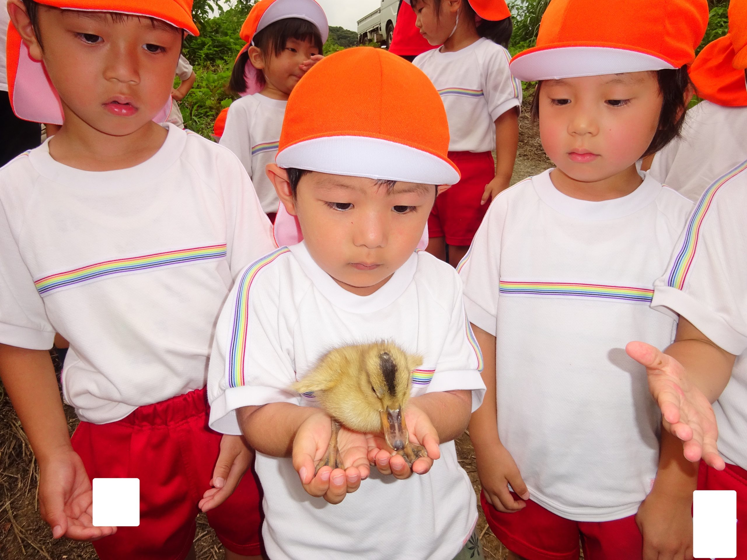 記事：合鴨さん🦆よろしくね♡（年中組）のサムネイル