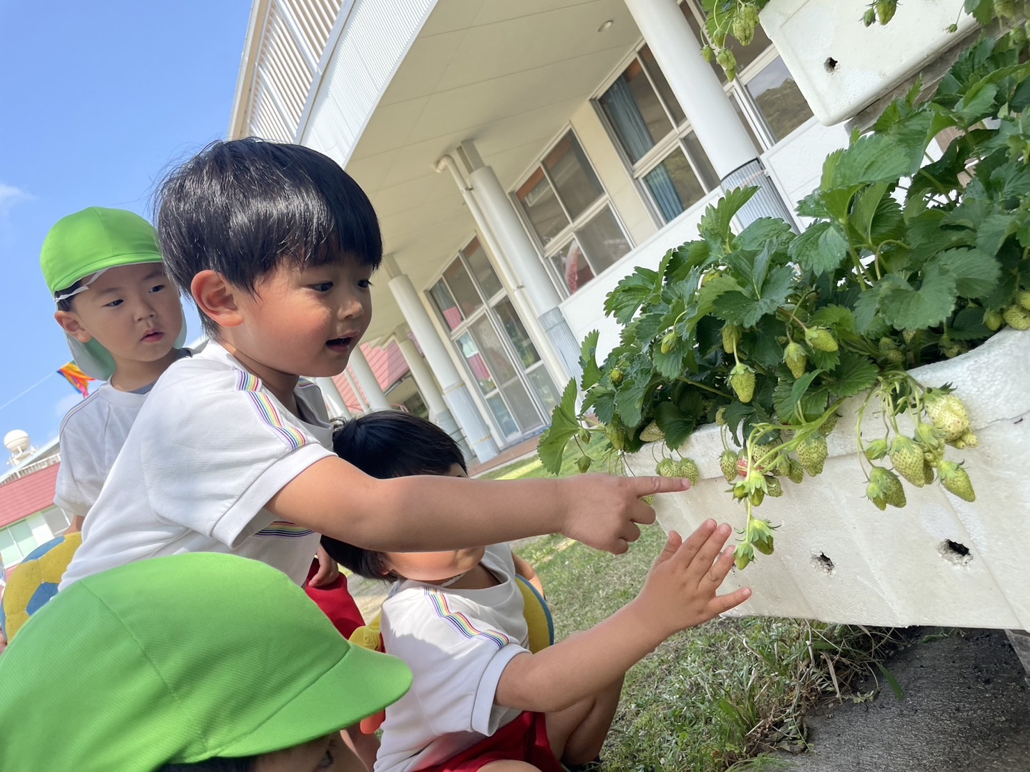 記事：イチゴが大きくなってるね🍓✨のサムネイル
