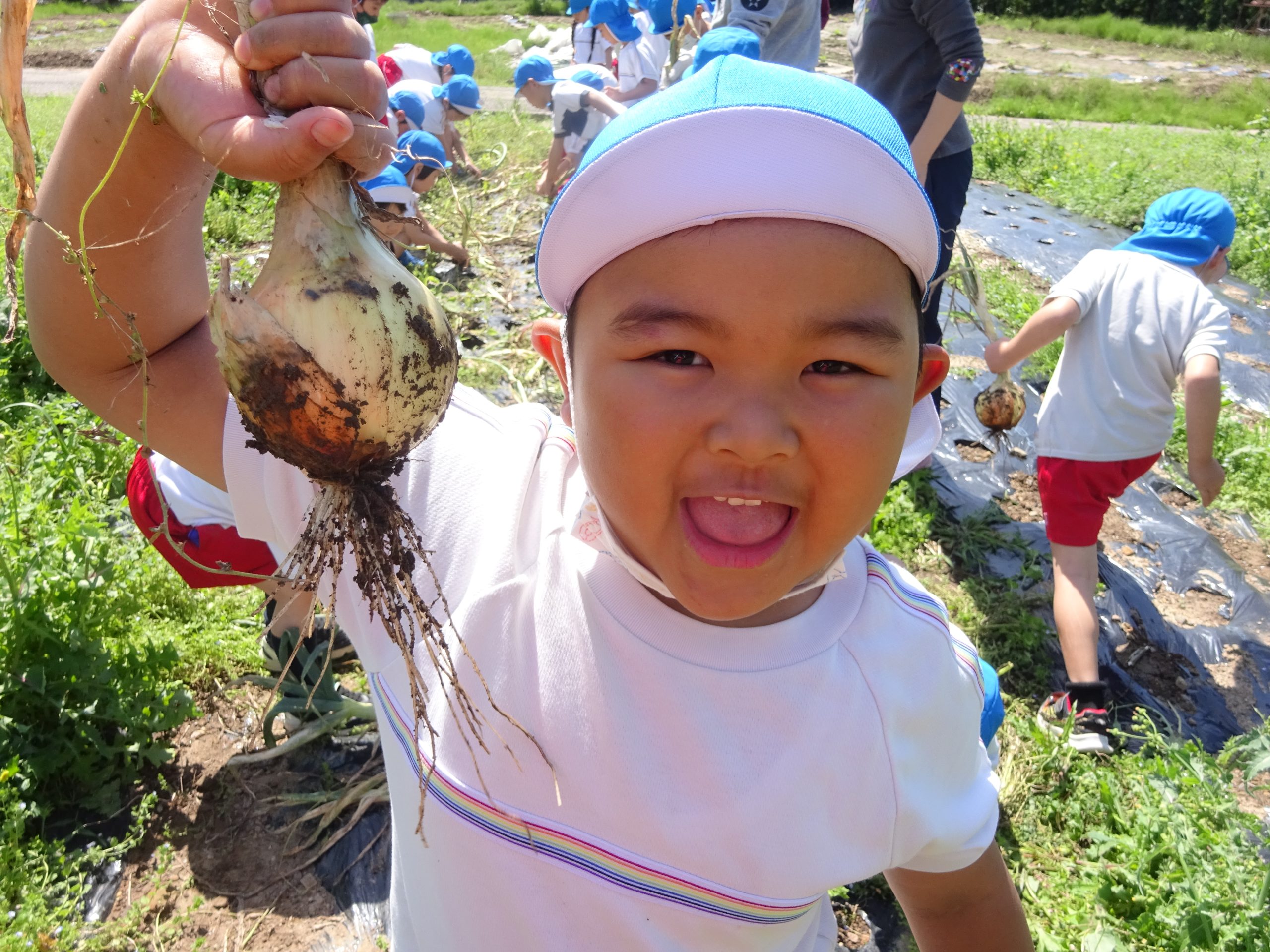 記事：玉ねぎ収穫🌞年長編のサムネイル
