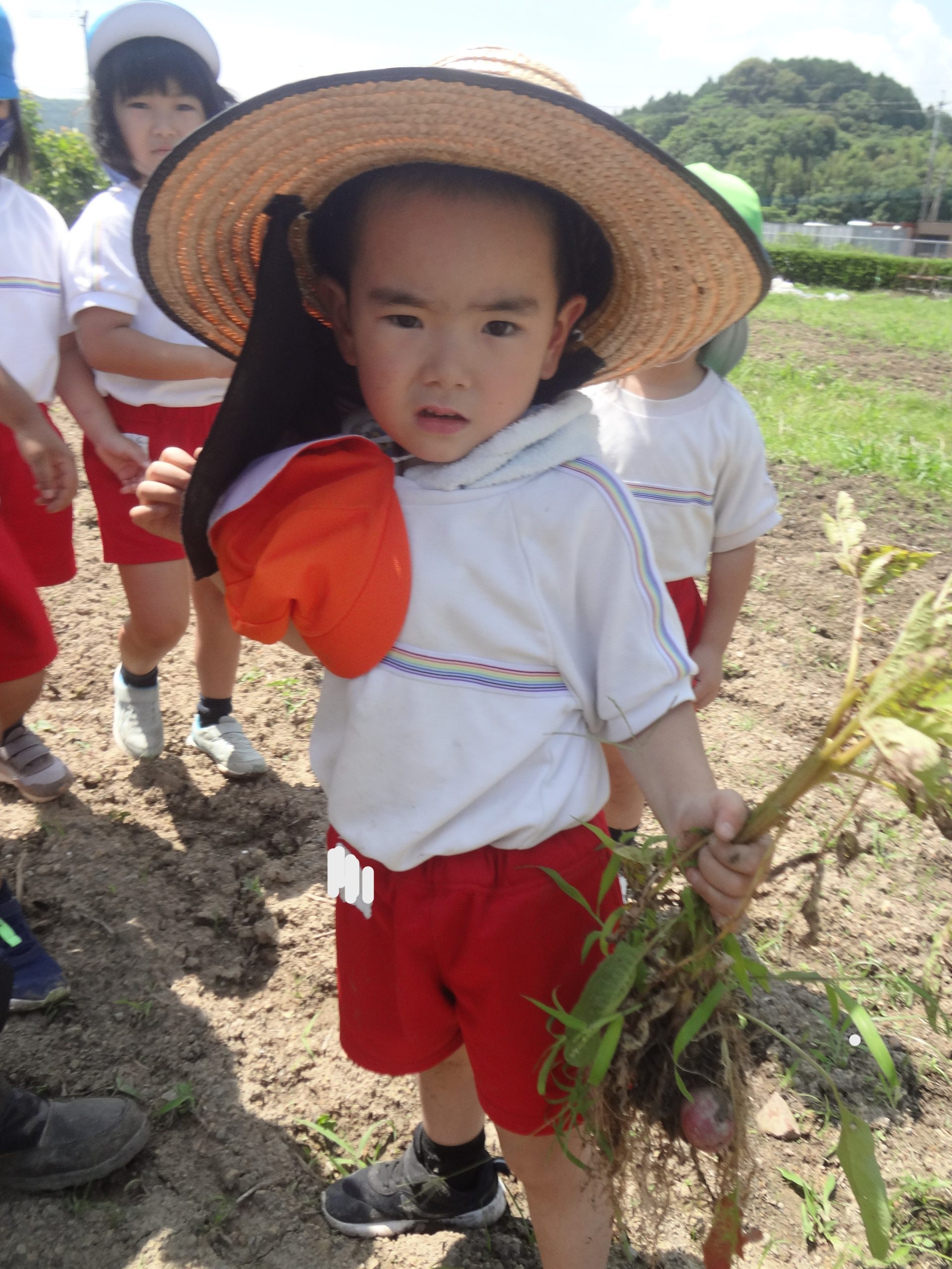 記事：じゃがいも収穫のサムネイル