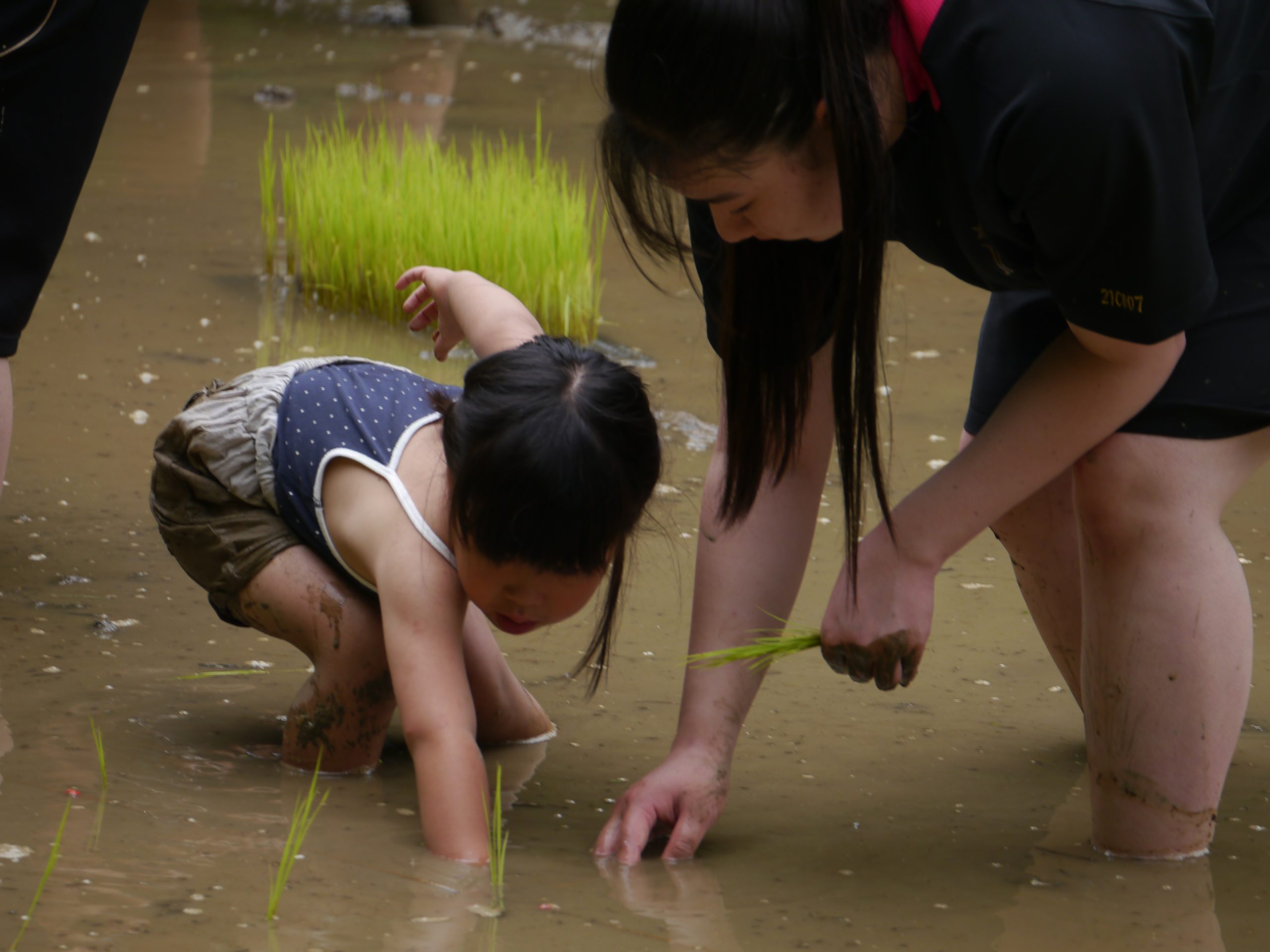 記事：年中田植えのサムネイル
