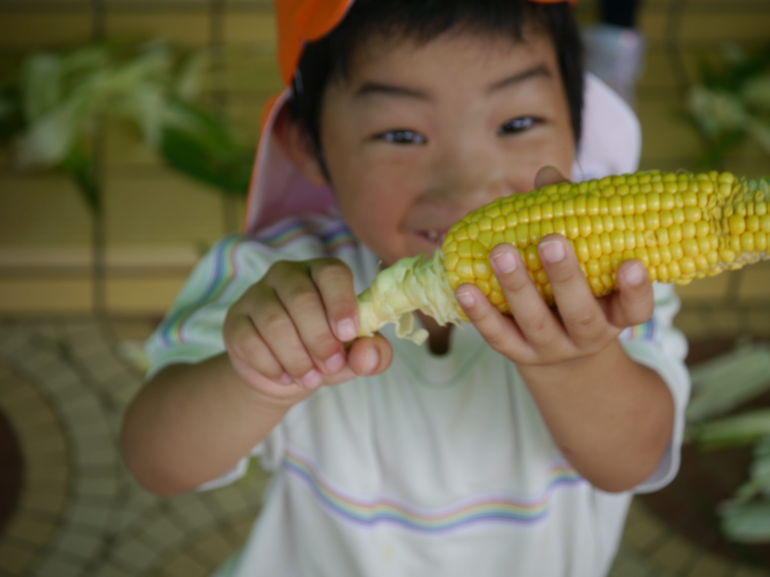記事：とうもろこしの収穫🌽のサムネイル