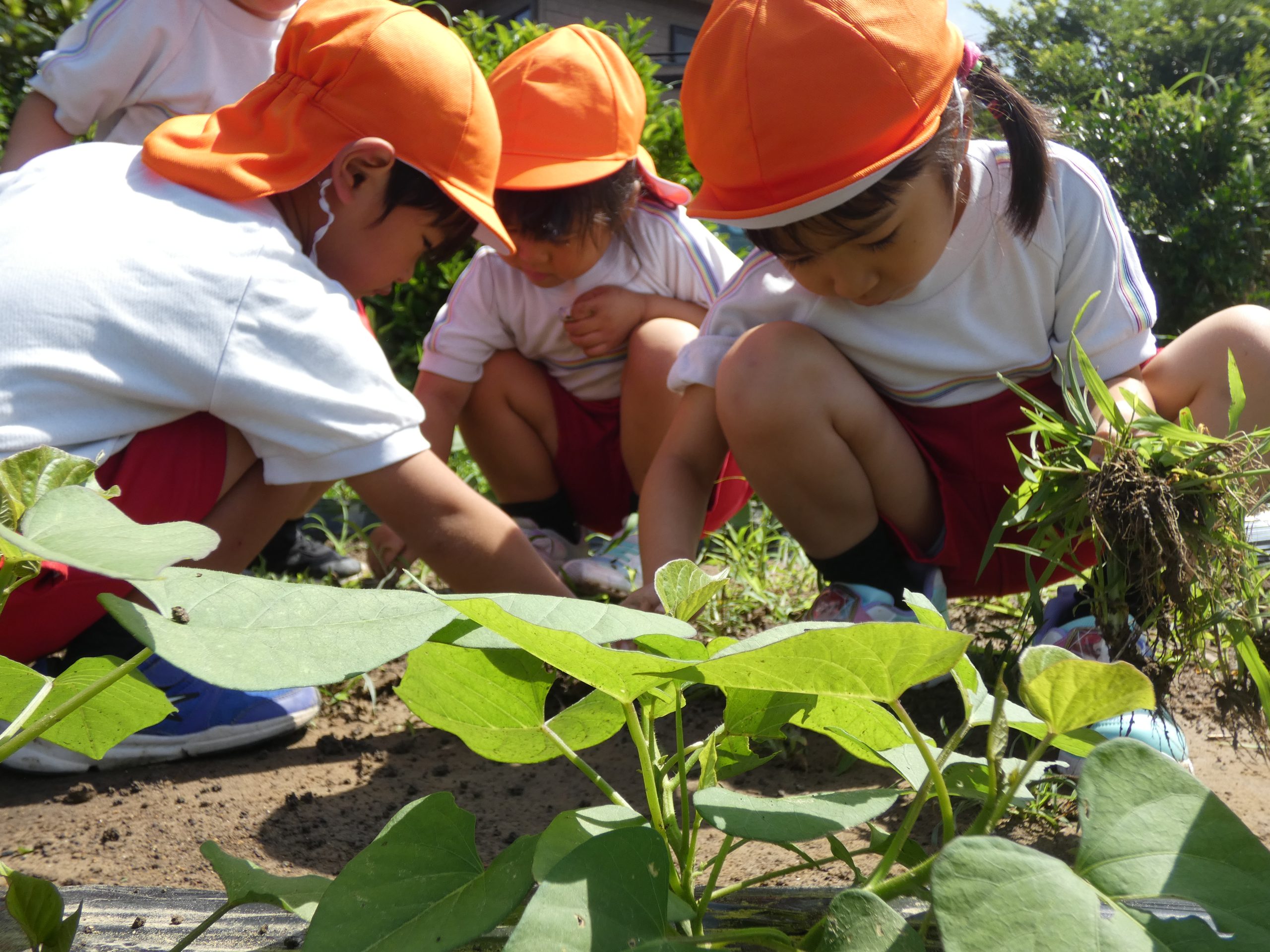 記事：野菜作りってたいへんだ～のサムネイル