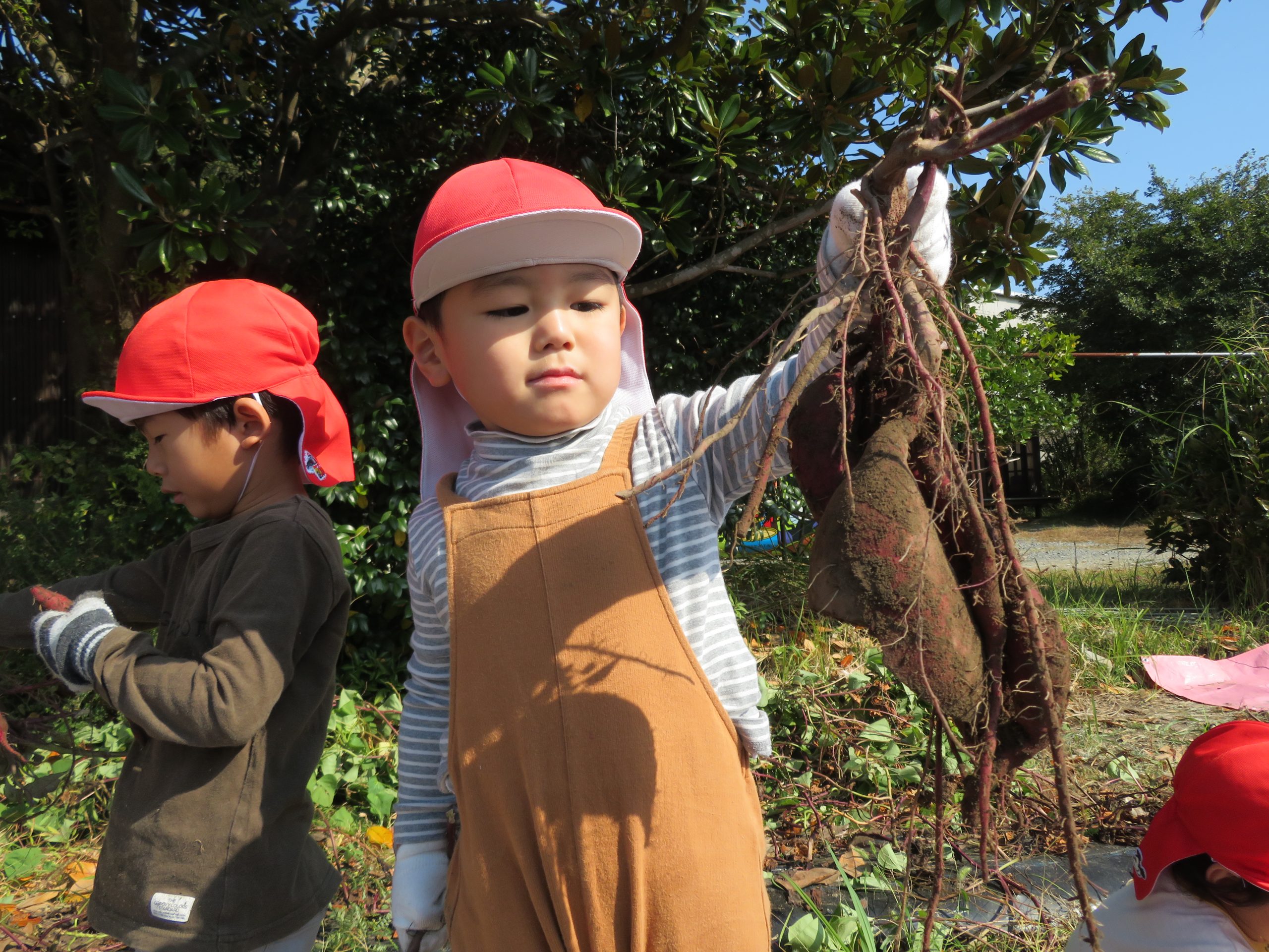 記事：お芋ほり🍠うんとこしょ～どっこいしょ～のサムネイル
